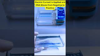 Agarose Gel Electrophoresis AgaroseGelElectrophoresis DNAGelElectrophoresis DNASeparation [upl. by Aierbma]