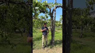 Meeting an ancient vine in Taurasi [upl. by Itnava]