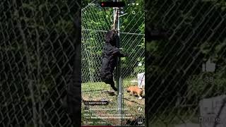 EXTREME MICRO BULLY HANGS ON ROPE FOR 25min diy americanbully food monkeymonday microbully [upl. by Asiil]