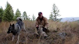 Training Tips Norwegian Elkhound Pups  Osa and Koda [upl. by Neersin]