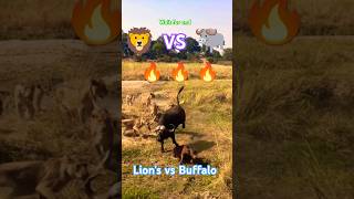 Lions Hunting 🔥 Buffalo shorts shots shortsfeed trending viralshorts lion [upl. by Nnaerb]