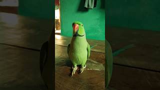 funny funnyanimal funny funnyanimal funnyvideo viralvideo shortvideo viralshorts viralreels [upl. by Yardna7]