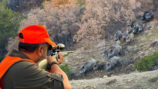 INCREDIBLE MASSIVE WILD BOAR HERDS AMAZING HOG SHOTS UNFORGETTABLE MOMENTS [upl. by Llehcor]