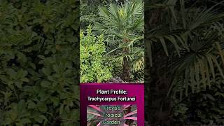 Plant Profile Trachycarpus Fortunei [upl. by Rabelais764]