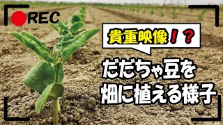 【貴重映像！？】だだちゃ豆を畑に効率よく植える様子 [upl. by Erodroeht]