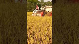 kubota WR572 harvester machines 😱😱 shorts harvester paddy [upl. by Netram782]