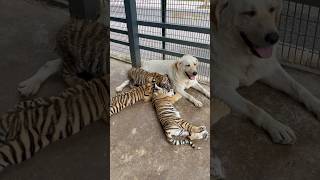 🐱❤️🐶 Dog mother tiger son cat dog funny tiger horse pets bear funnycats [upl. by Nnylyar]