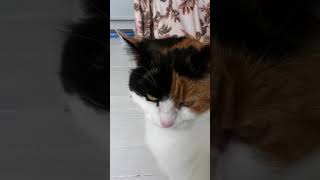 Cats for Peace  Moments of Peace Medley  purr [upl. by Tersina]