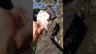 Watch rescuing the Stringfish❤️highlights oceanrescue protectouroceans [upl. by Analrahc818]