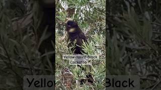 Rare sighting Wild Yellow Tailed Black Cockatoo Bird sound call wild [upl. by Baudelaire]