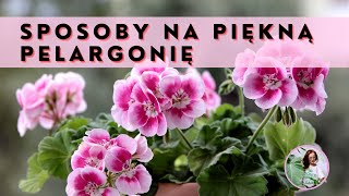 10 sposobów na obficie kwitnącą PELARGONIĘ Co zrobić żeby pelargonia kwitła pięknie i obficie [upl. by Suiremed]