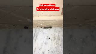 Gryllotalpa africanainsects natureeducation biodiversity discovery animals [upl. by Ellerahc]