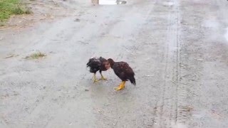 Baby Roosters Fighting [upl. by Sivrad851]