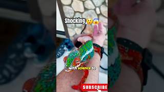 Secrets of Chameleons Revealed😯 chameleon facts shorts [upl. by Anaihs640]