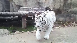 Нападение белого тигра  White tiger attack [upl. by Nur]