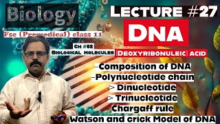 Structure of DNA Deoxyribonucteic acid Composition BIOCHEMISTRY biology class 11  in UrduHindi [upl. by Airbas]