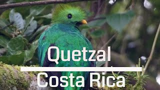 Amazing Resplendent Quetzal  Costa Rica 4K [upl. by Aimik]