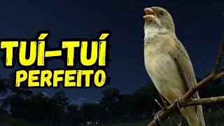 CANTO TUÍ TUÍ PERFEITO PARA ENSINAR COLEIROS  COLEIRO TUI TUI PARA ESQUENTAR COLEIRO TUI TUI [upl. by Leorsiy860]