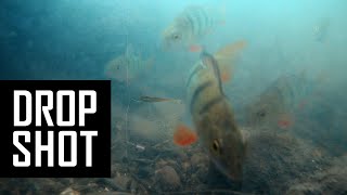 Perch fishing underwater on dropshot with live comments Lure fishing [upl. by Zollie]