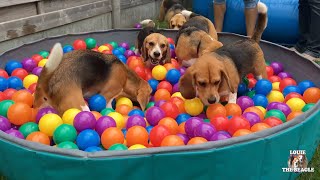 TOP 10 Beagle Dog Parties Ft Louie amp Marie [upl. by Adnarb]