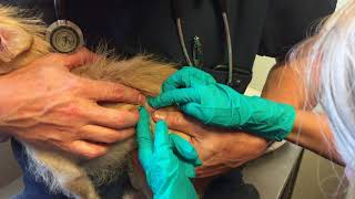 Girl Extracts Botfly Larva from Small Dog [upl. by Grunberg]