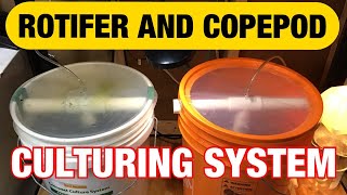 Rotifer and Copepod Culturing System How to raise rotifers and copepods [upl. by Tybie4]