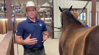 Satisfying Horse Hoof Restoration A step by step guide of the hows and why’s of horse shoeing [upl. by Oicnevuj522]