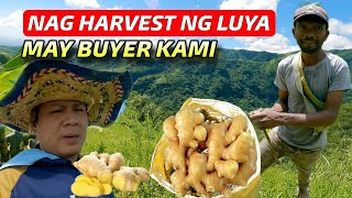 MAY BUYER NG LUYA KAYA NAG HARVEST KAMI [upl. by Naoj]