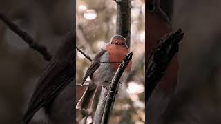 Singing robin alauda arvensis songbirdcallbirdsounds [upl. by Bride891]