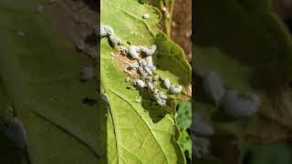 Backyard bug hunt  mealybugs tended by rover ants [upl. by Nohsav]