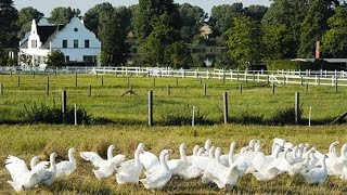 Eskildsen Unsere Gänse in bäuerlicher Freilandhaltung [upl. by Irollam33]