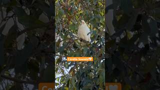 Corella Cockatoo Sounds A unique Australian Parrot 🦜 corella bird sounds [upl. by Bottali]