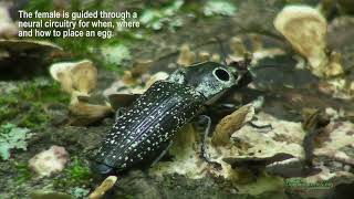 Eyed Clickbug Alaus oculatus Ovipositing [upl. by Jane]