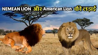 Nemean Lion vs American Lion कौन अधिक शक्तिशाली है  Lion vs Lion Fight  Am Lion vs Nm Lion [upl. by Yeclehc]