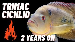 TRIMAC CICHLID 2 YEARS ON [upl. by Gilba]