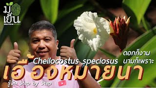 เอื้องหมายนา ดอกก็งาม นามก็เพราะ Cheilocostus speciosus [upl. by Nikoletta]