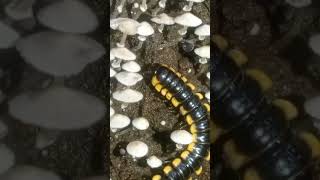 Millipede and mushroom nature animals millipede fungi mushroom [upl. by Weigle]