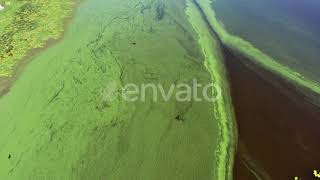 Eutrophication  Algal bloom  Toxic Algae [upl. by Itisahc836]