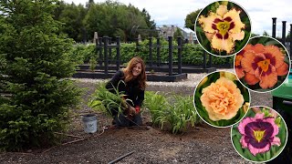 Planting 4 Varieties of Daylilies Tough Low Maintenance Perennials 🌺🌿🙌  Garden Answer [upl. by Dinah]