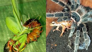 scolopendra vs mantis and a tarantula vs two frogs [upl. by Audras]