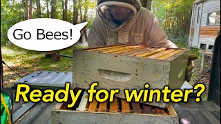 Beekeeping Fall Checklist Are They READY Antibiotics Harvesting the Goldenrod Honey [upl. by Jamilla]