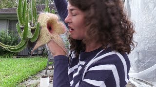 Up close and personal with a 14quot Stapelia gigantea flower [upl. by Alrick]