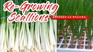 ReGrowing Scallions Using Hydroponics  See The Result in 6 Days [upl. by Acirre]