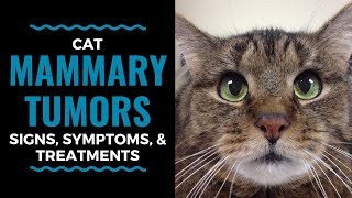 Cat Mammary Tumors Signs Symptoms and Treatments Vlog 92 [upl. by Leuqim]