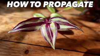 Tradescantia Zebrina Propagation amp Care  Houseplant Hacks  Inch Plant [upl. by Ymmot]