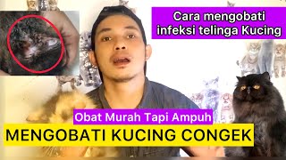 CARA MENGOBATI KUCING CONGEK  Cara mengobati infeksi telinga kucing [upl. by Atwood]