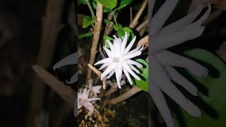 rap tamil song music tamilsong flowers views sorts viralshort travel trending tiktok 💚🧡 [upl. by Rickert]