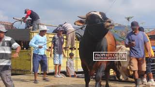 Trik Bongkar Muat Cara Sapi Turun Dari Truk Ambarawa Semarang Jawa Tengah [upl. by Beitz72]