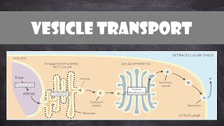 Vesicle Transport within Cells  Cell Biology [upl. by Nnaeirb]