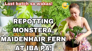 REPOTTING MONSTERA MAIDENHAIR FERN AT IBA PA [upl. by Ilahsiav]